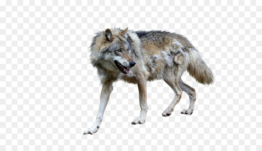 Alaska Tundra Wolf，Coyote PNG