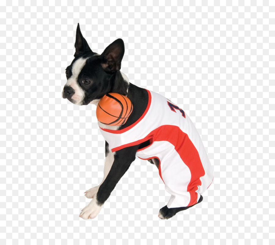 Raza De Perro，Perro PNG