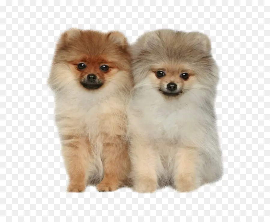 Perros Pomerania，Mascotas PNG