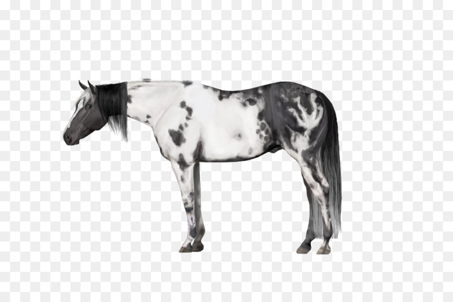 Caballo Blanco Y Negro，Caballo PNG