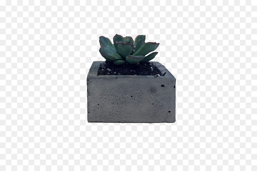 Maceta，Planta Suculenta PNG