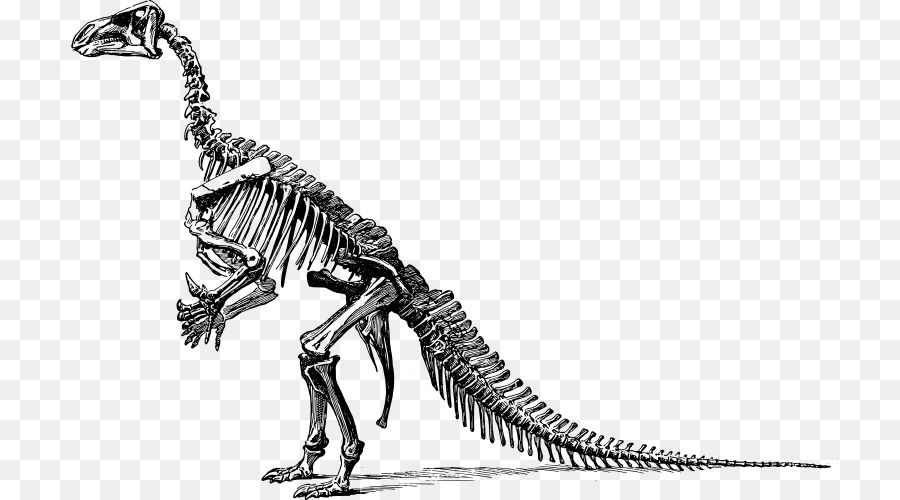 Tyrannosaurus，Diplodocus PNG