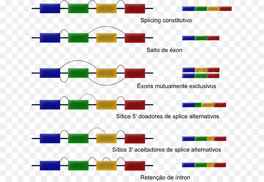 Splicing Alternativo，Empalme De Arn PNG