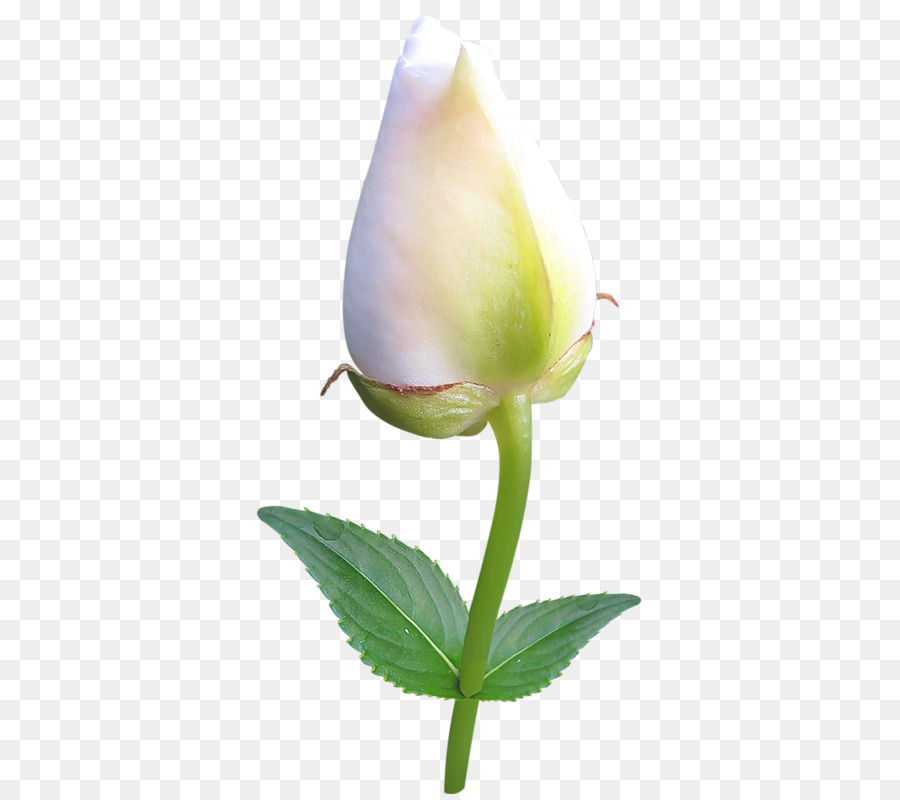 Tulipán Blanco，Hojas Verdes PNG