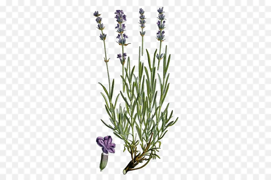 Lavanda，Hierba PNG