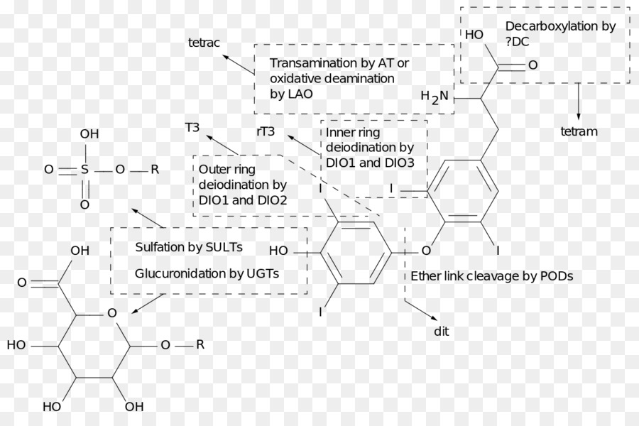 Las Hormonas De La Tiroides，El Metabolismo PNG