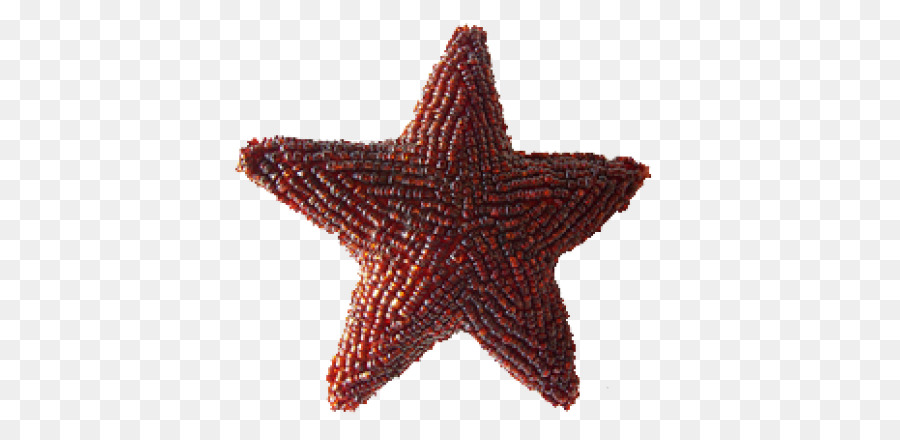 Estrella De Mar，La Navidad PNG