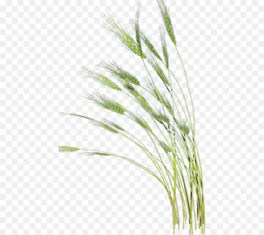 Trigo，Grano PNG