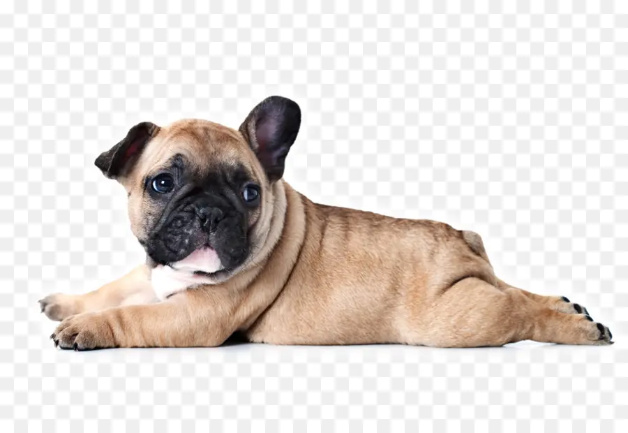 Cachorro Bulldog，Lindo PNG