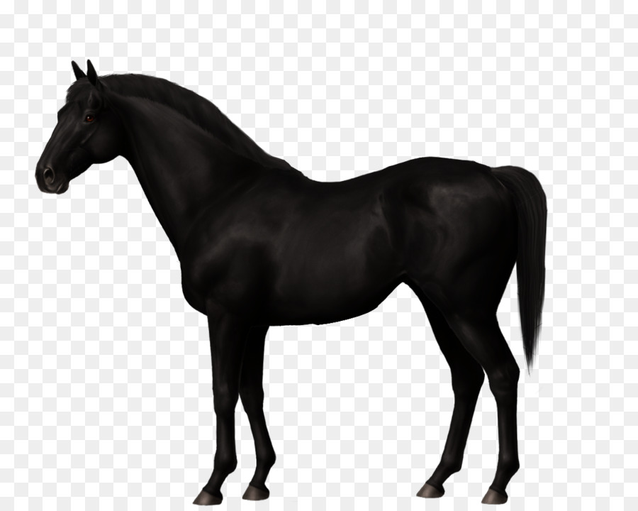 Caballo，Bosquejo PNG