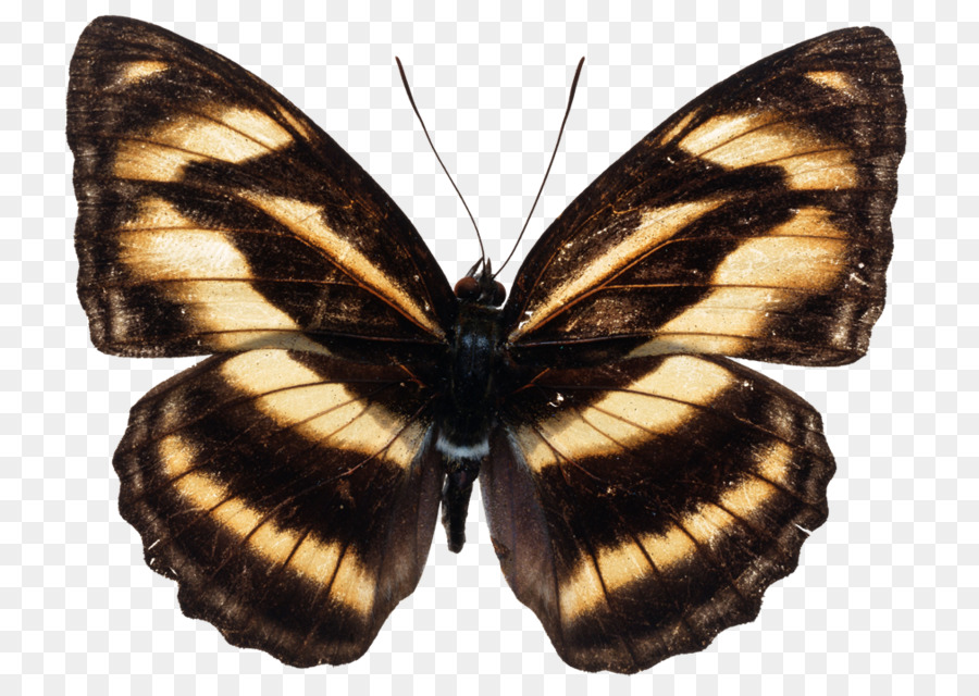 Mariposa Negra，Alas PNG