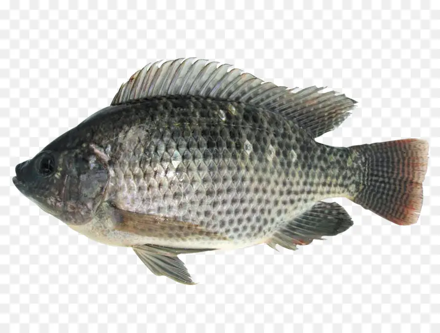 Tilapia，Pez PNG