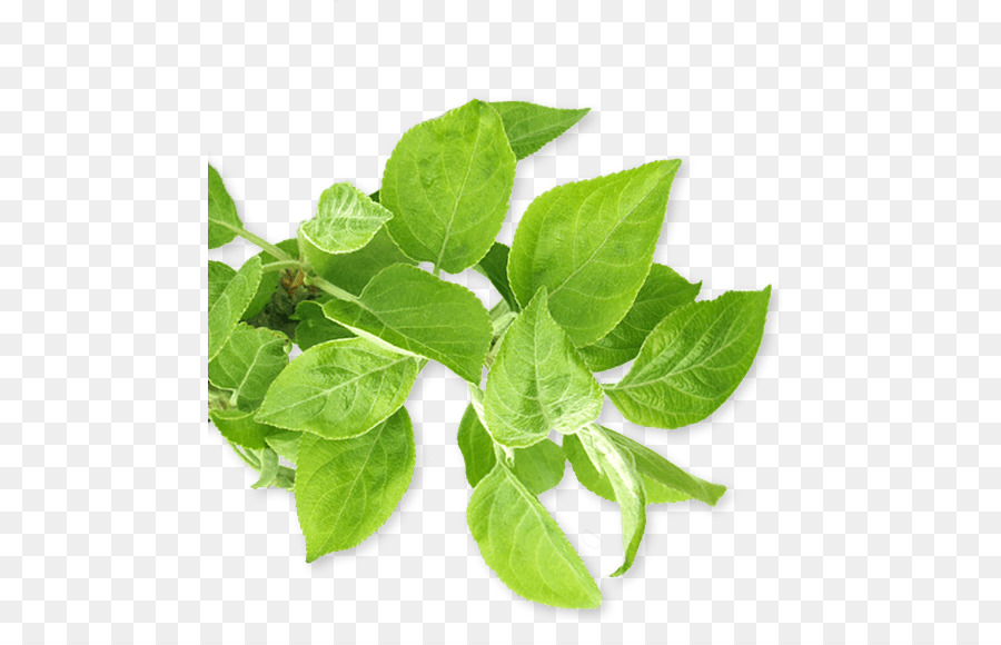 Hojas Verdes，Naturaleza PNG