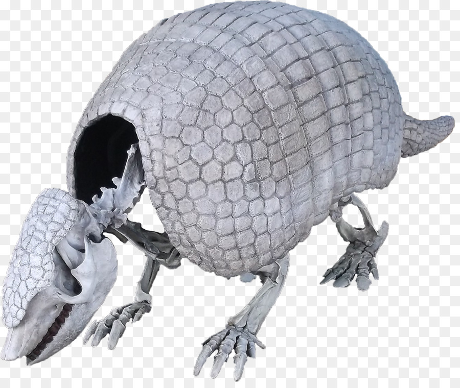 Holmesina，Armadillo PNG