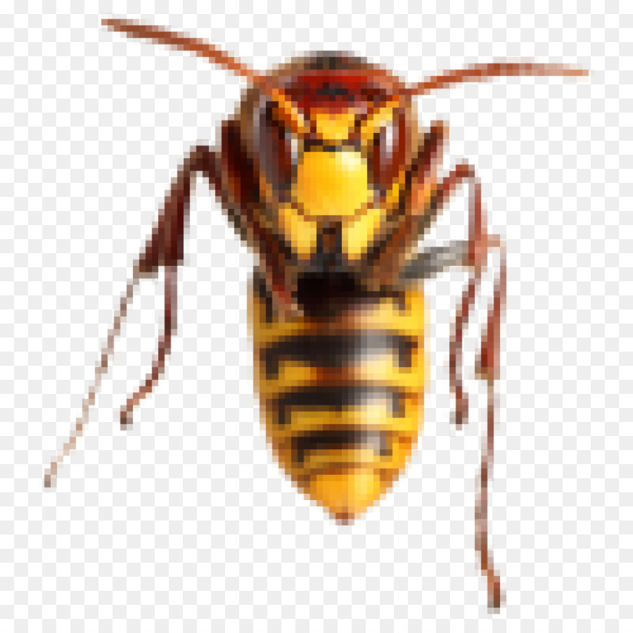 Hornet，Abeja PNG