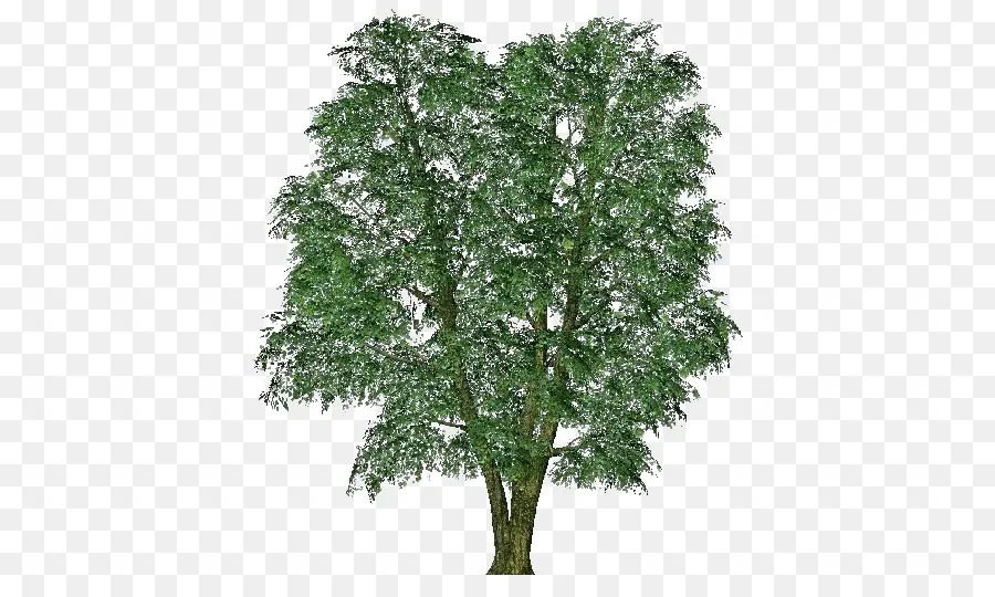 Árbol，Naturaleza PNG