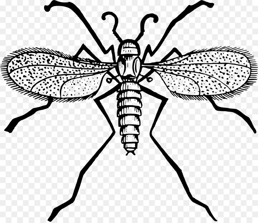 Volar，Mosquito PNG