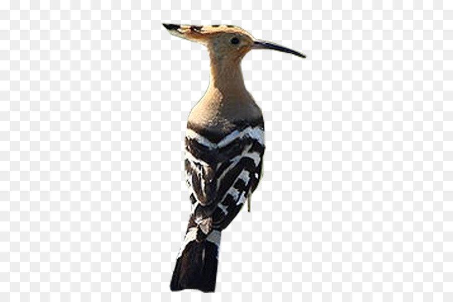 Pájaro，Plumas PNG