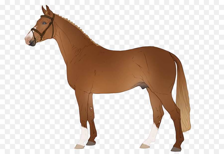 Caballo，Equino PNG