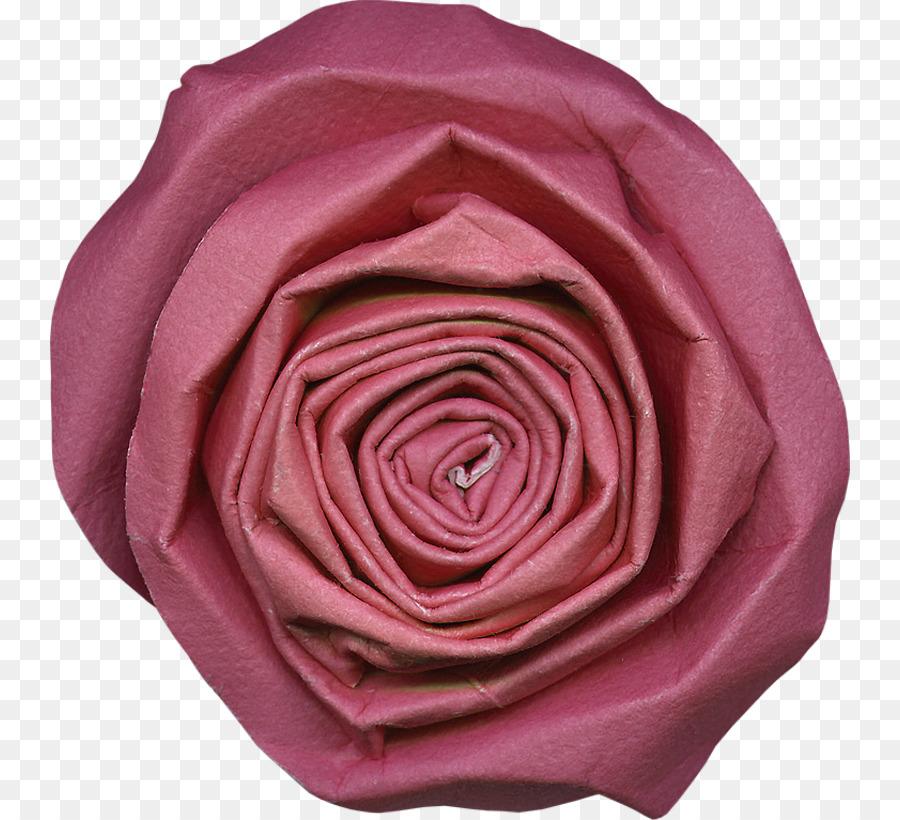 Las Rosas De Jardín，Col Rosa PNG