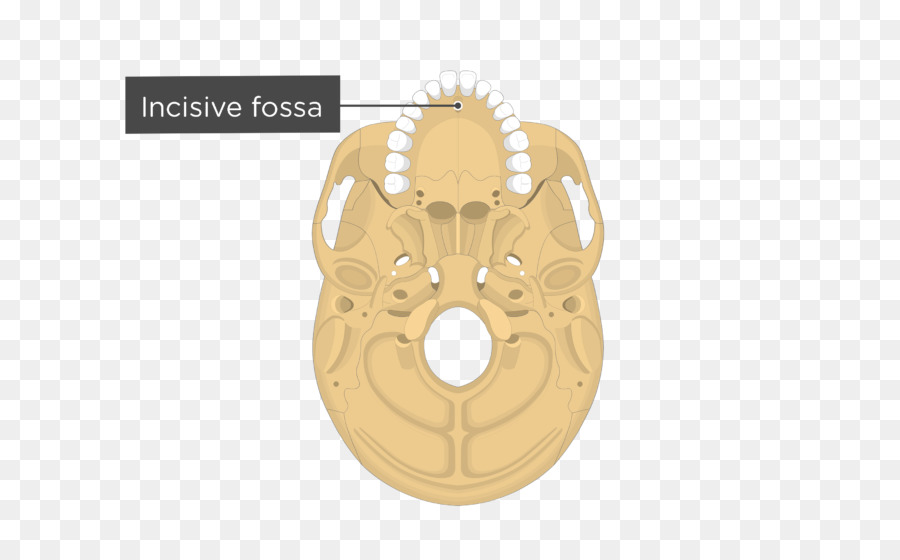 Pterigoideo Procesos Del Esfenoides，Proceso De PNG