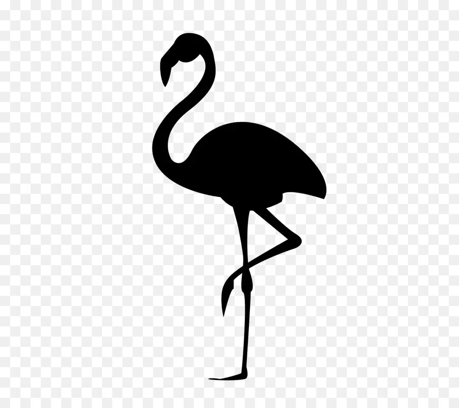 Flamingo，Silueta PNG