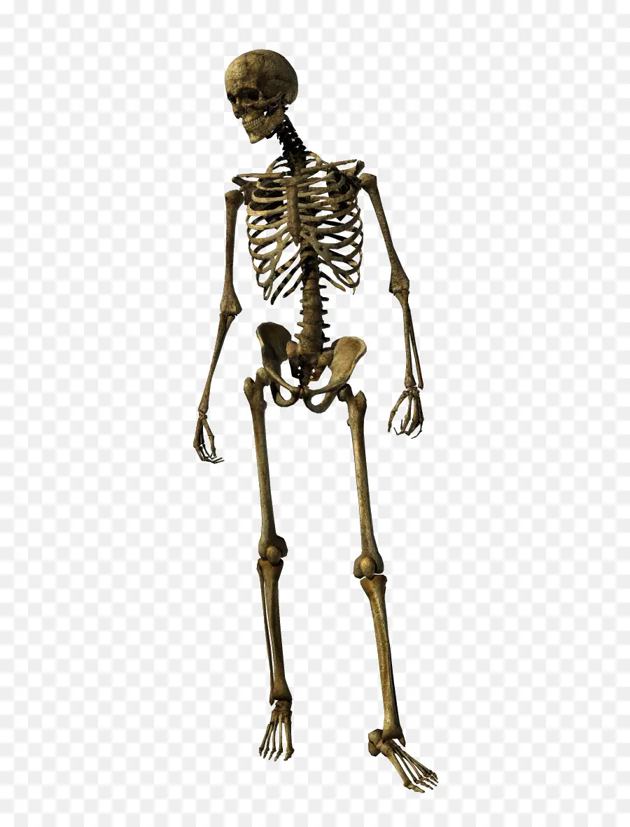 Esqueleto，Articulación PNG