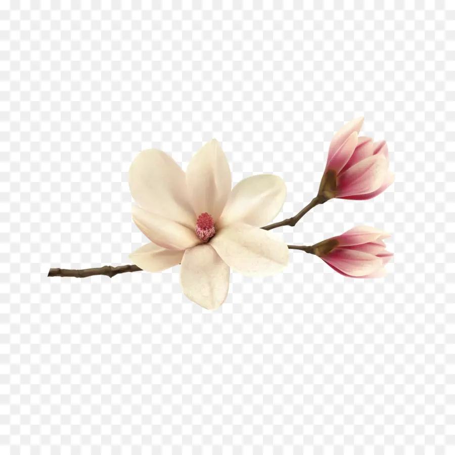 Magnolia，Postscript Encapsulado PNG