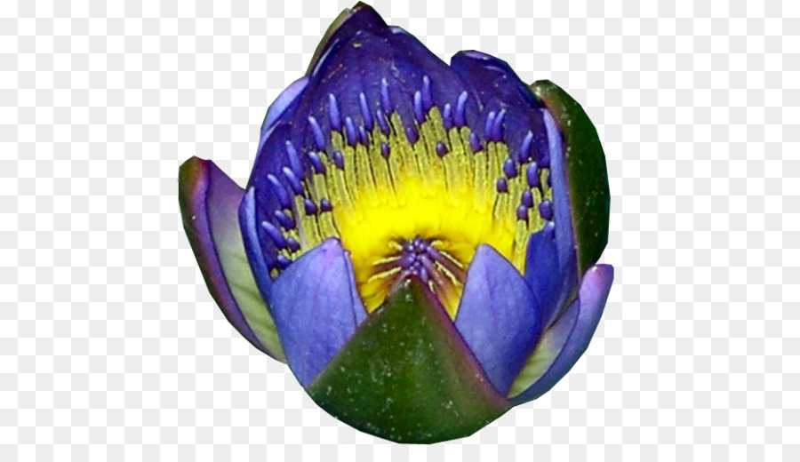 Egipcio De Lotus，Nymphaea Lotus PNG