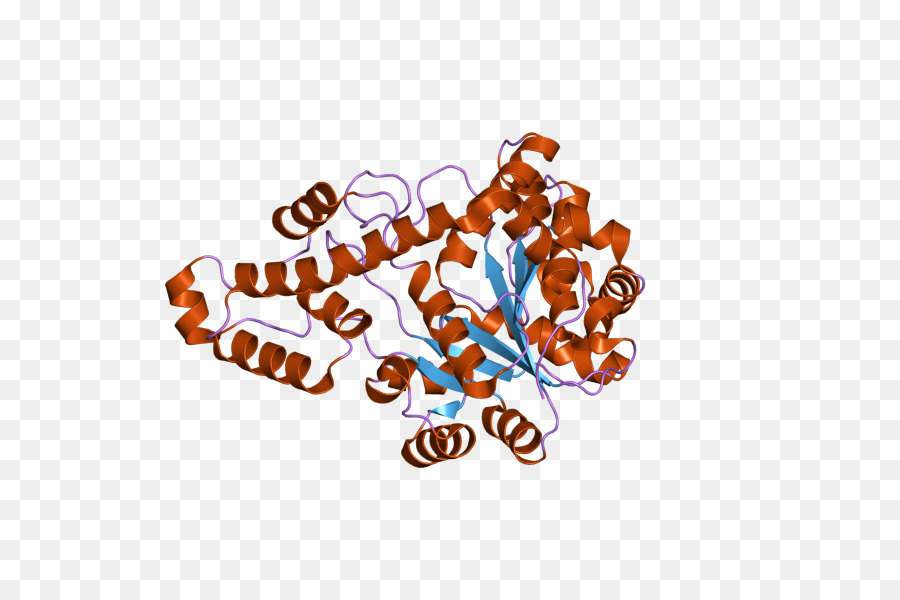 Estructura De La Proteína，Molécula PNG