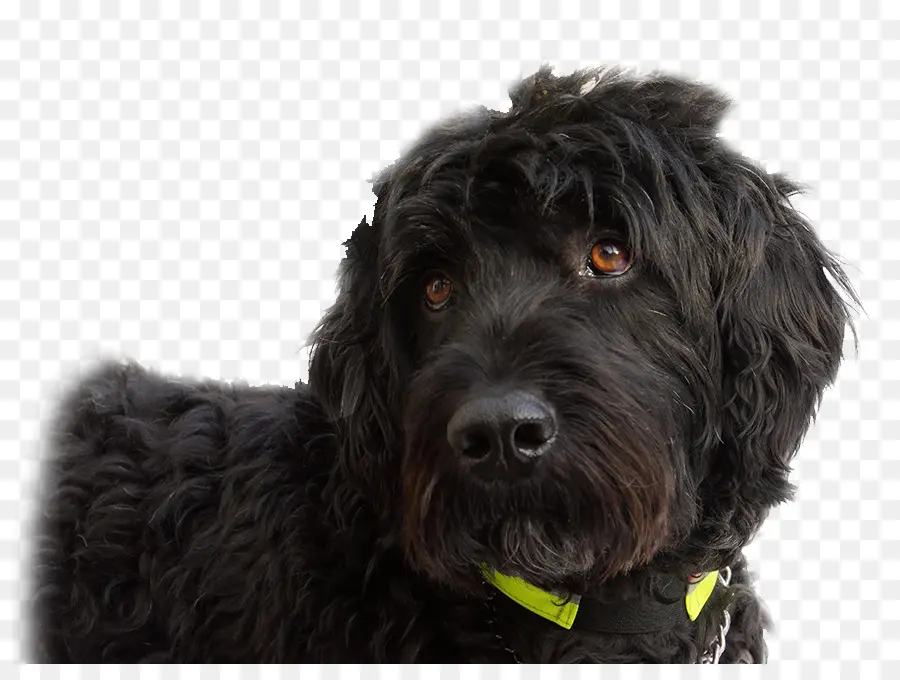 Cockapoo，Goldendoodle PNG