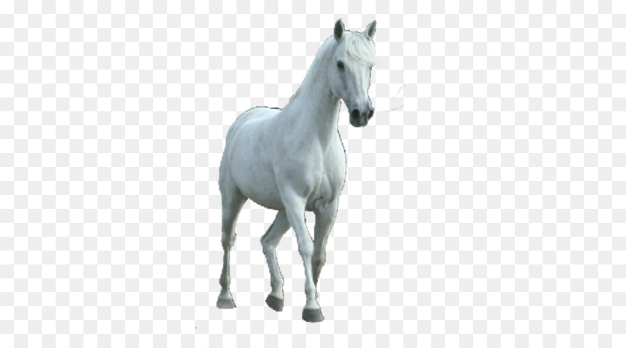 Caballo，Modelo De Color Rgb PNG