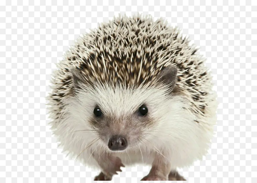 Hedgehog De Cuatro Toed，Erizo Domesticado PNG