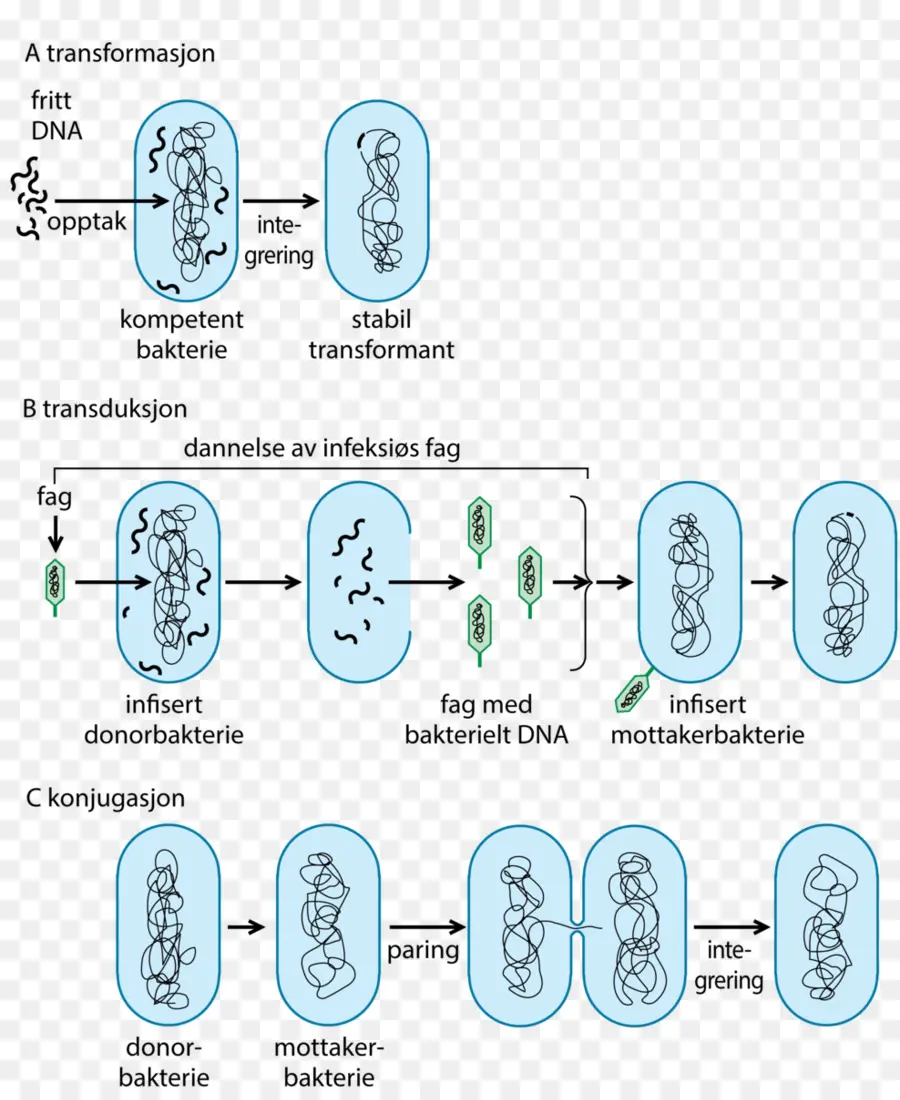 Tienda Medisinske Leksikon，Las Bacterias PNG