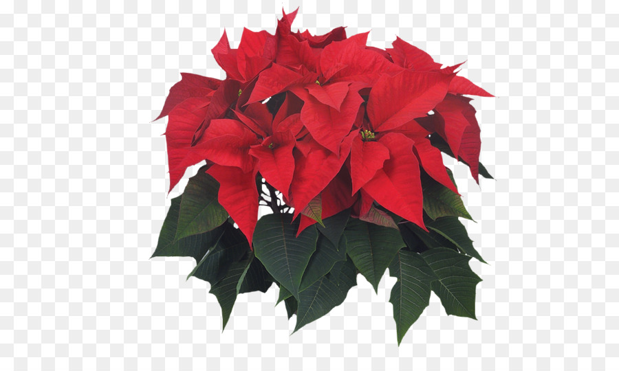 Nochebuena Roja，Navidad PNG