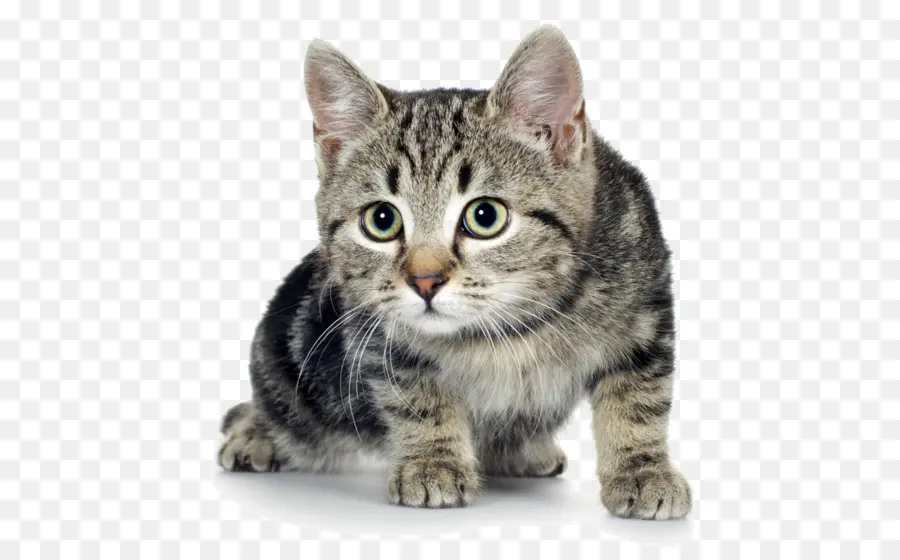 Gatito，Gato PNG