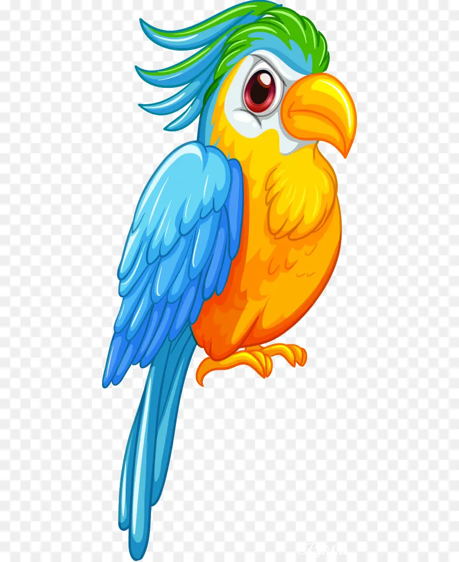 Loro Colorido，Loro PNG