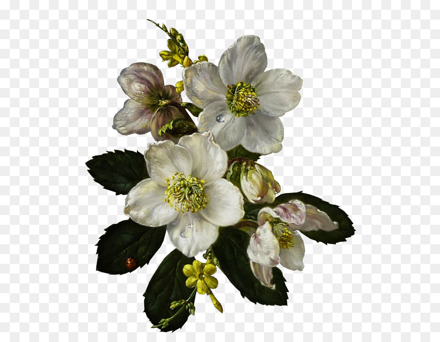 Flores Blancas，Florecer PNG