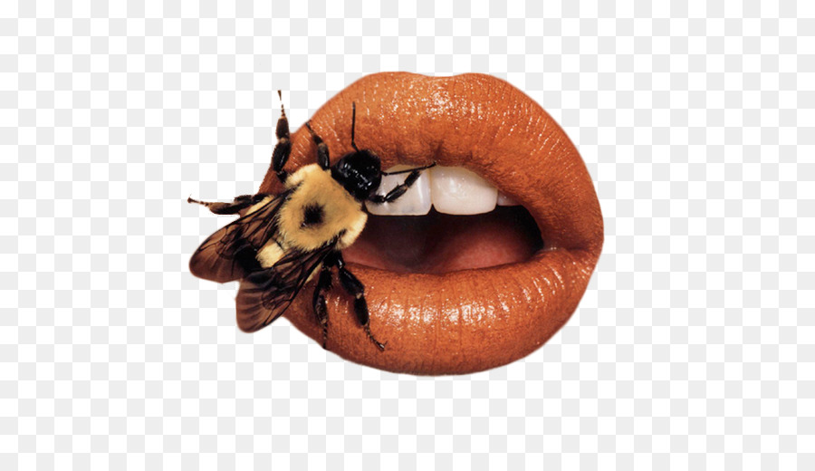 Abeja En Los Labios，Insecto PNG