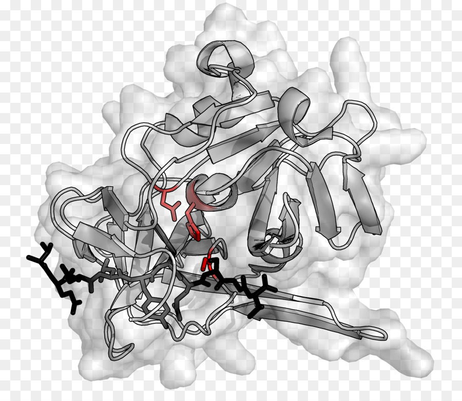 Estructura De La Proteína，Molécula PNG