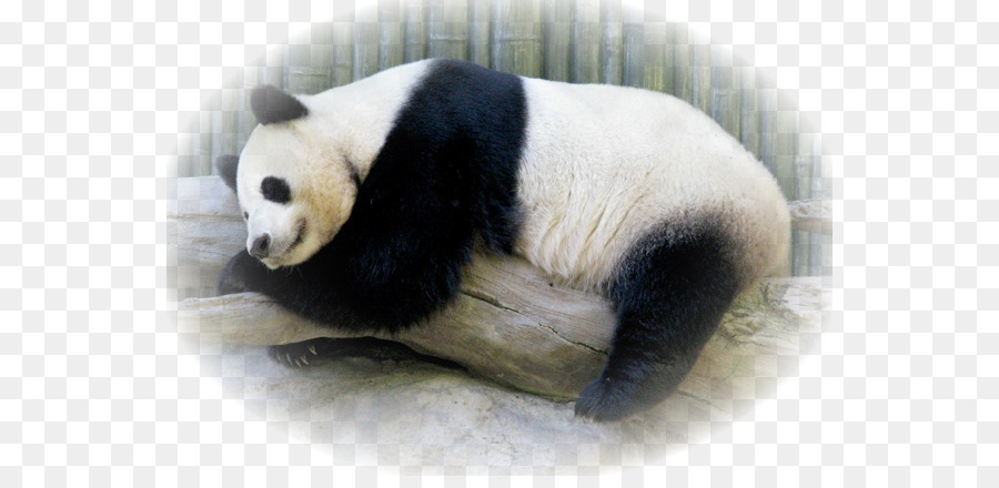 El Panda Gigante，Pelaje PNG