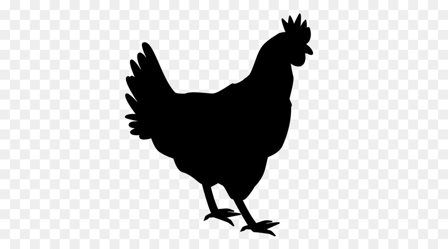 Pollo，Gallo PNG