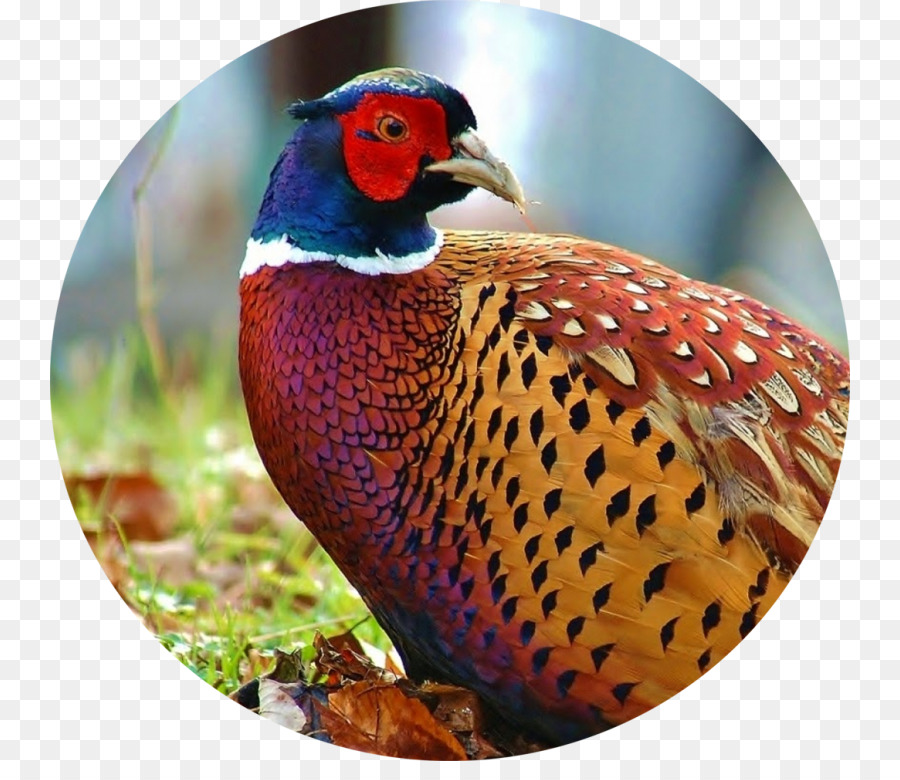 Pájaro，Faisán De Anillo PNG