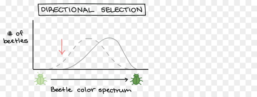 La Selección Direccional，La Selección Natural PNG