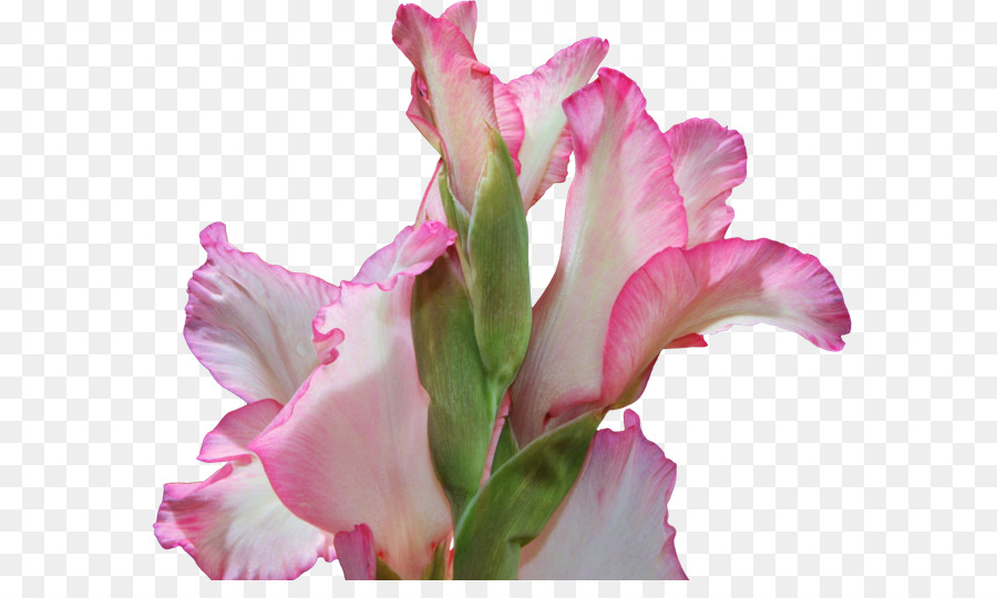 Flor De Iris，Púrpura PNG