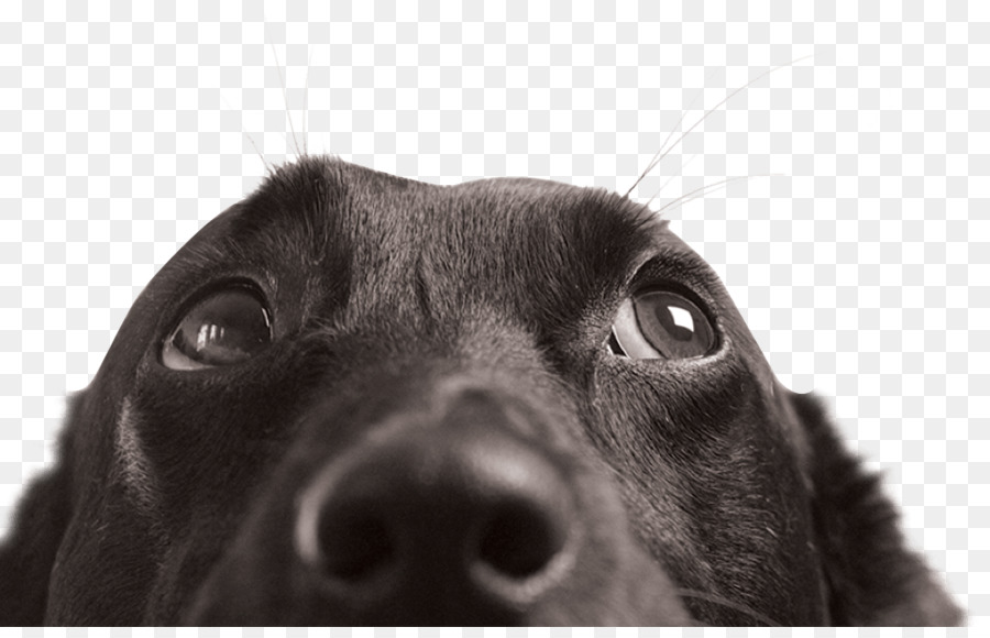 Cara De Perro，Mascota PNG