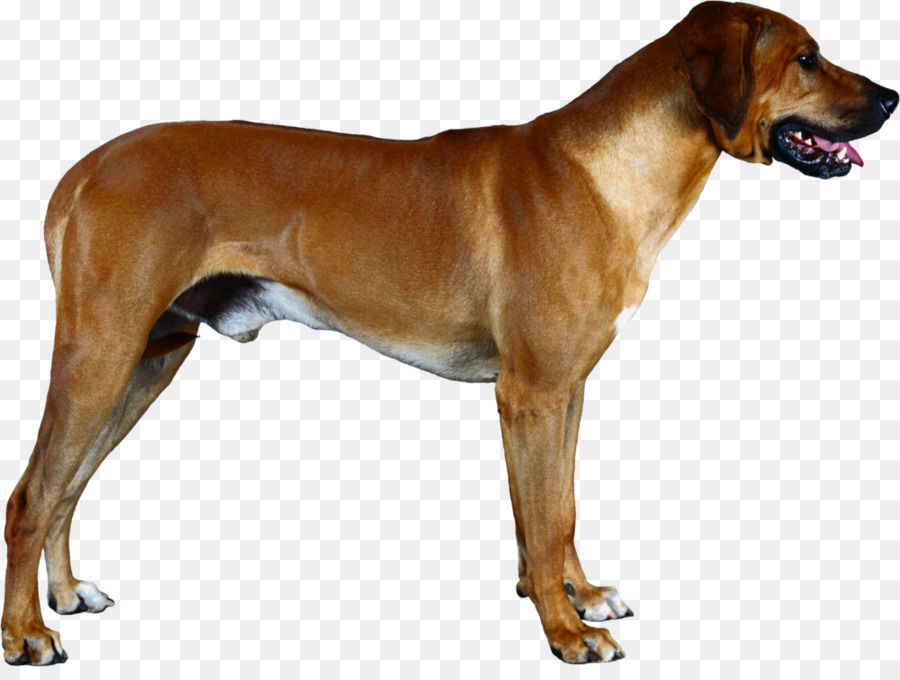 Ridgeback Ridgeback，Redbone Coonhound PNG