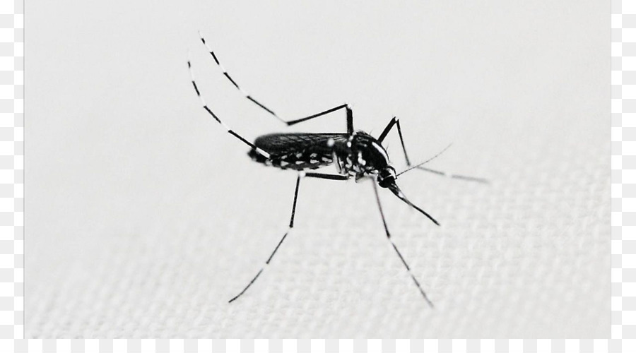 Mosquito，Bicho PNG