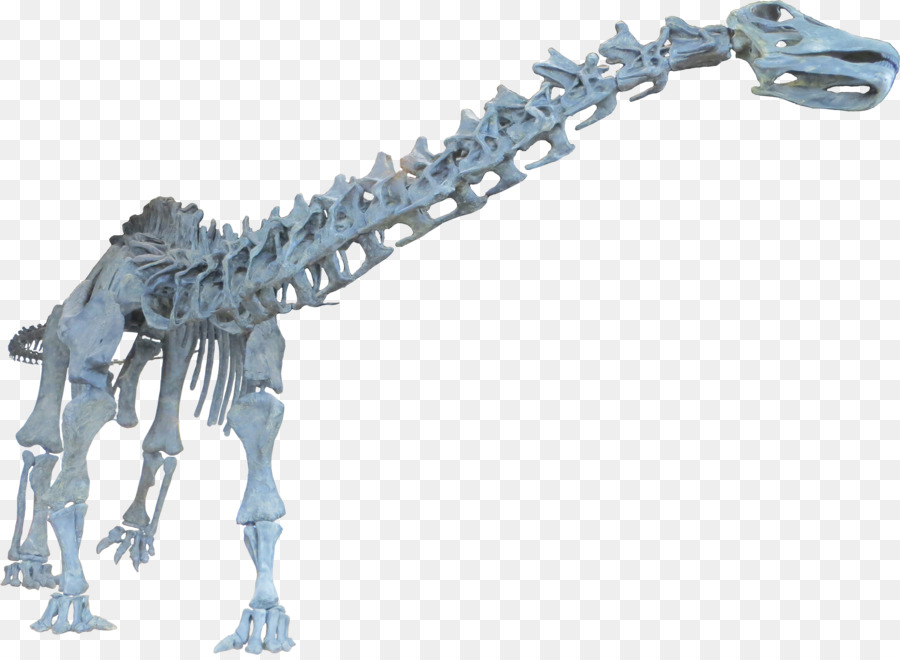 Brontosaurus，Apatosauro PNG