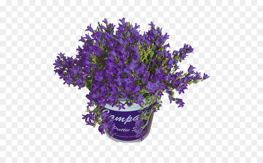 Inglés Lavanda，Bellflowers PNG